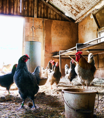 Feed and Farm Supply Business For Sale in East TX