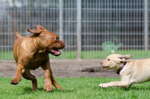 Dog Daycare