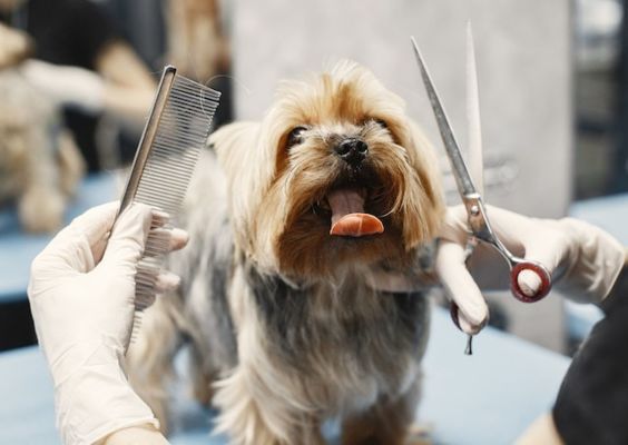 Pet Grooming, Boarding & Day Care Company
