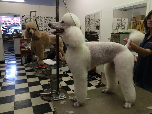 Full Service Dog Grooming Business