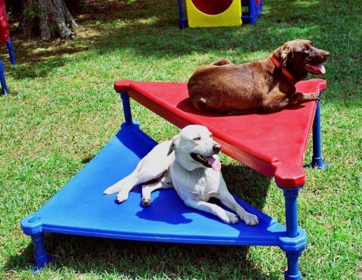 Dog Daycare, Boarding, and Baths