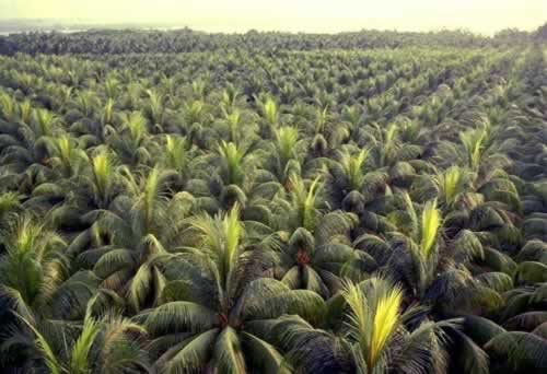 Coconut Plantation Company for Sale