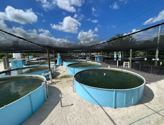 Fresh-water Tilapia Farm Breeding Fishes
