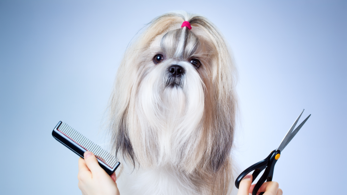 Price Reduced/ Full-Service Dog Groomer