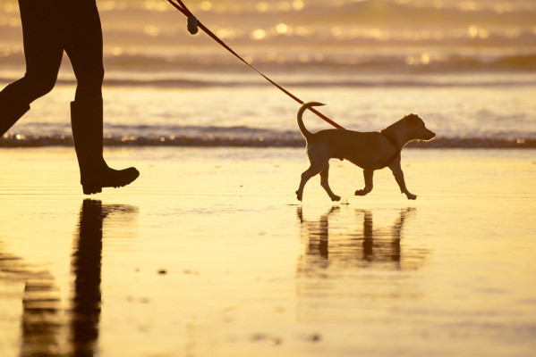 Professional In-Home Dog Walking & Pet Care Serv.