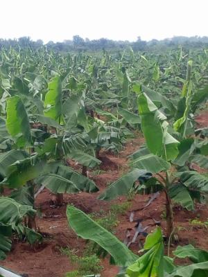 West Africa - Contract Farming Opportunity