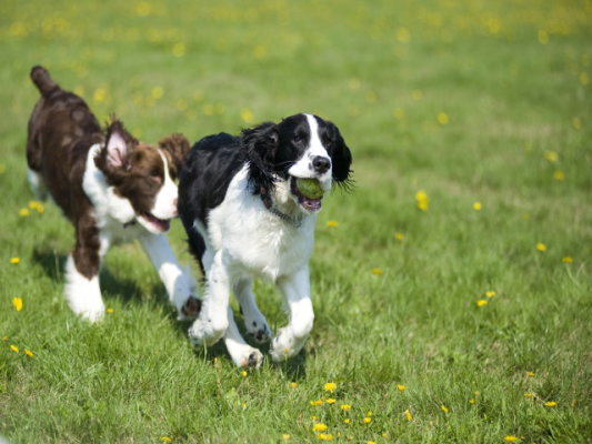 Profitable Pet-Related Business in Idaho