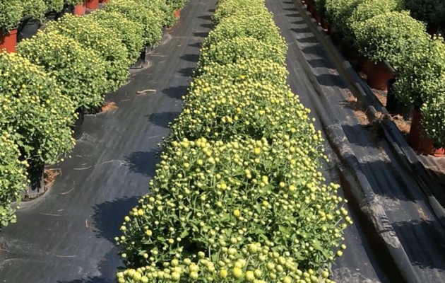 Landscape Nursery Business for Sale in NJ
