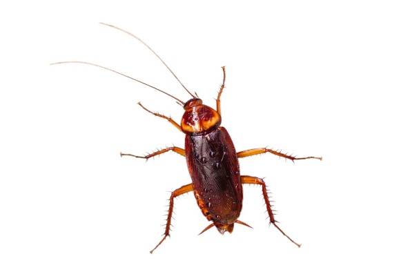 Major Price Reduction/ Full Service Pest Control