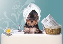 Mobile Dog Grooming/ Established 1988/ LA