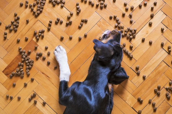 Unique Well-Known Pet Food Health Store w Grooming