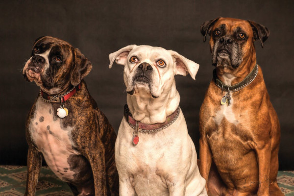 Semi-Absentee Owned Fur Baby Emporium w/RE