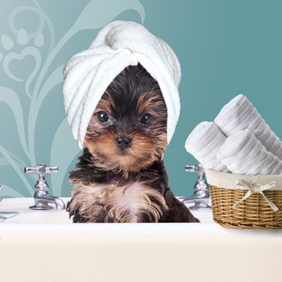 5-Star-Rated Mobile Pet Grooming Opportunity