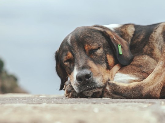 Pet Boarding & Daycare: 2 Locations with Managers