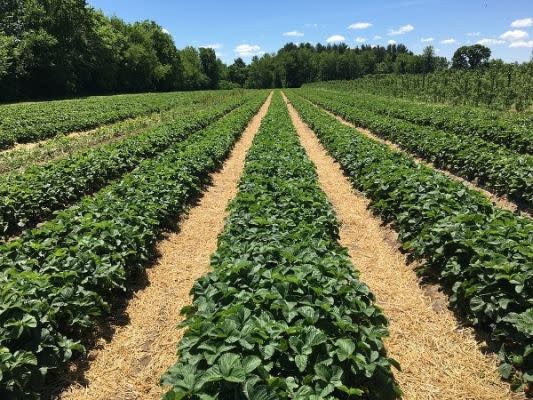 Available of Land for Agriculture Project