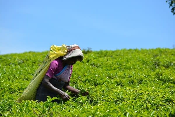 Tea Product Company Looking for Investor