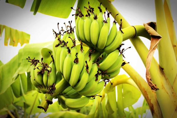 West Africa - Contract Farming Opportunity