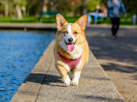 Pet Supplements Brand - Amazon FBA
