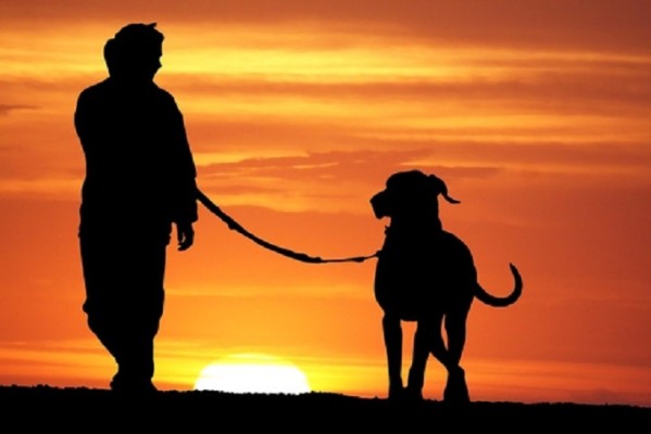 Profitable High Growth Pet Sitting Twin Cities