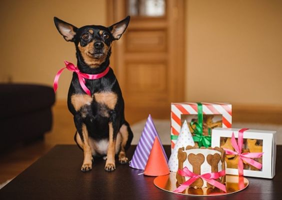 Highly Rated Pet Boutique and Bakery