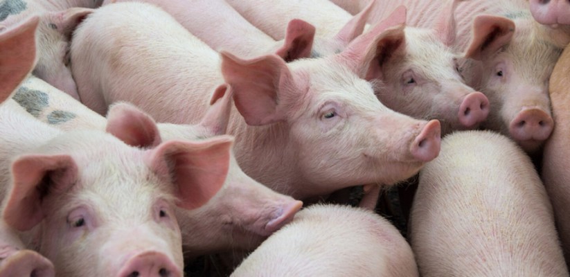 Hog / Chicken Farm $1.1 M Reduced
