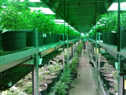 Medical Marijuana Grow