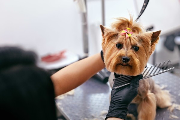 Essentially Beautiful Dog Grooming