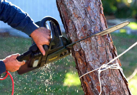 Reputable Tree Maintenance Business