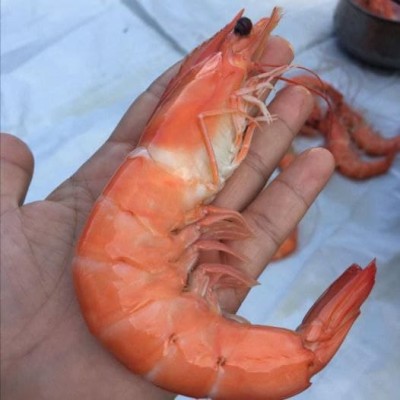 Need Financing for Vannamei Shrimp Farming