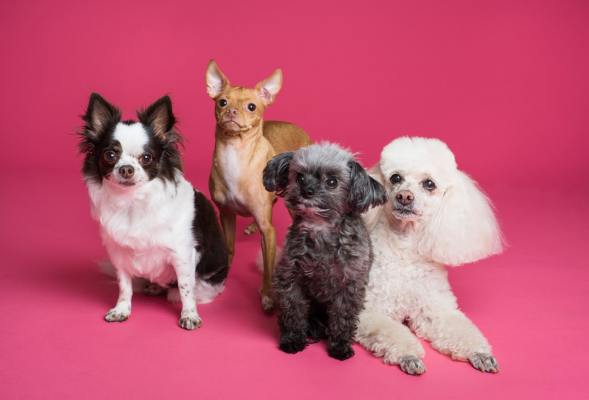 Pet Grooming & Boarding, Great Potential Location