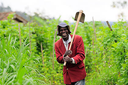 CBD Cannabis Farms Africa