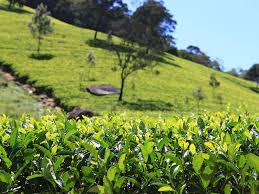 450 Acres Mix Plantation for Sale in Sri Lanka