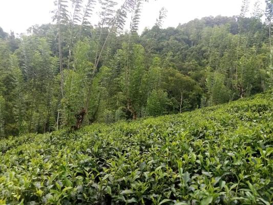 Wonderful Tea Estate for Sale