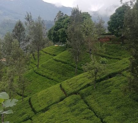 Hatton Tea Estate For Sale Sri Lanka