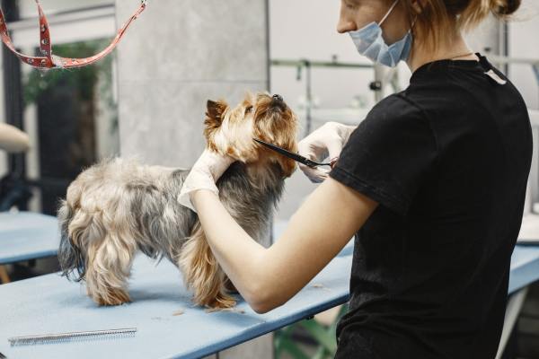Pet Supplies and Grooming