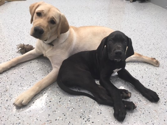 Dog Kennel and Training Center for Sale