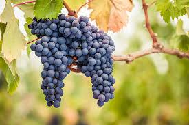 Exclusive Winery, Vineyard and Wine Club