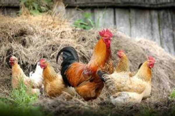 Poultry Farm & Meat Dist. for Sale in NY