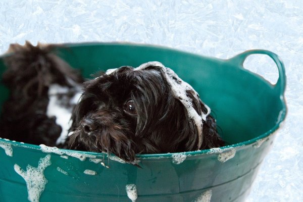 Pet Grooming Business - Seller Retiring