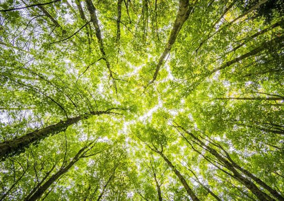 Pacific Northwest Environmental Contractor Service for Sale