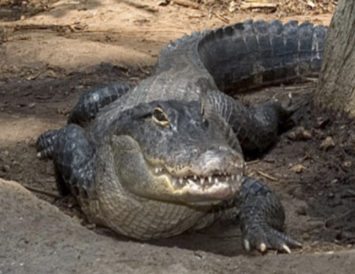 Theme Parks of Florida