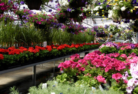 Thriving Garden Center