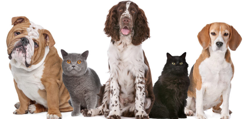 Montréal Pet Food Store Opportunity