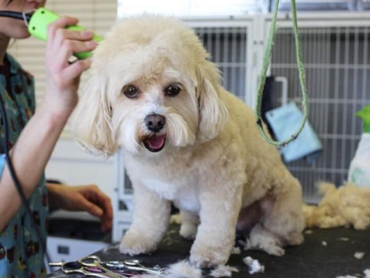 Upscale Full Service Dog Grooming Boutique
