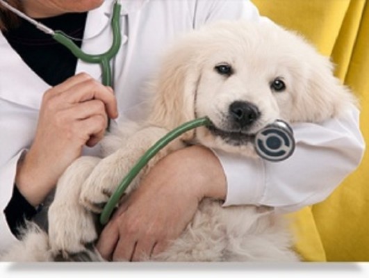 AAHA Designated Animal Hospital W/ Real Estate