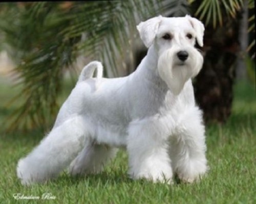 Great Price for Established Dog Grooming Business