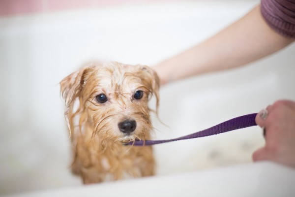 Pet Grooming Salon Business for Sale in Suffolk Co