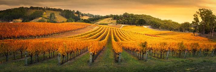 Well Established Family Winery for Sale