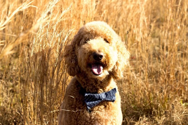 Baldwin County Pet-Focused Business