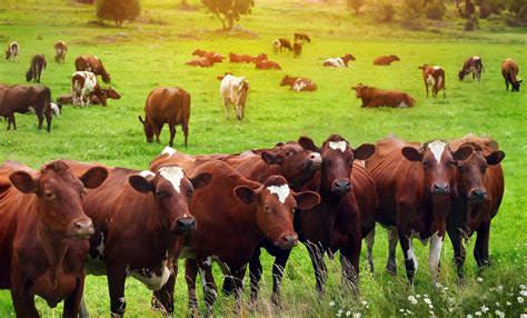 Agriculture/Farm Supplies & Equipment Business